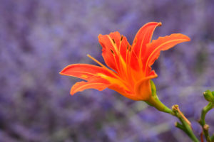 Lily Bloom orangeyellow Lily Bloom orangeyellow